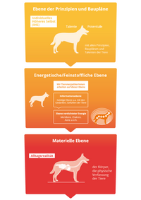 3-Ebenen-Modell Tierenergetik